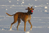 Max as a Reindeer!