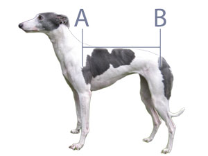 how to measure a lurcher for a coat